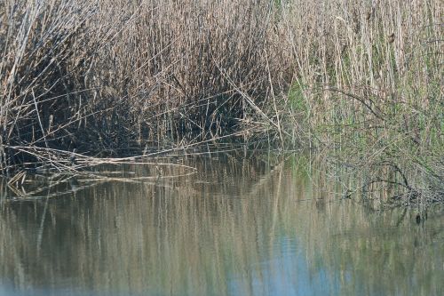 Reeds In Water