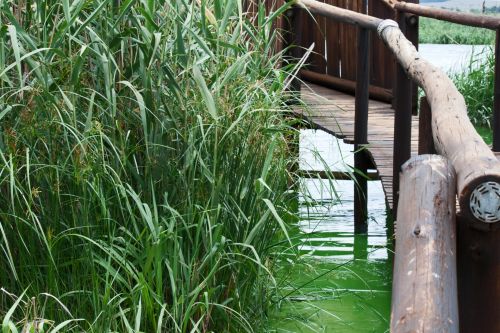 Reeds In Water And Foot Bridge