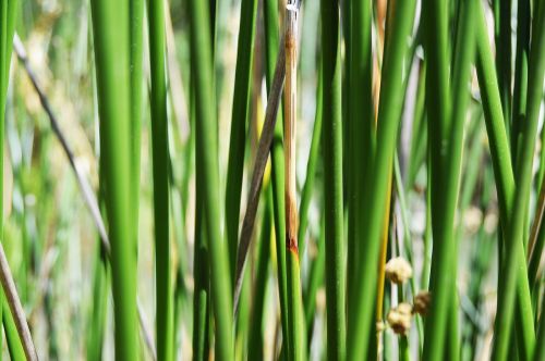 reeds of the river reed green green