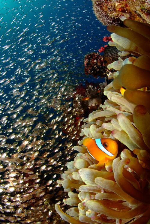 reef coral diving