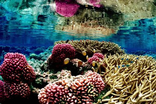 reef coral landscape