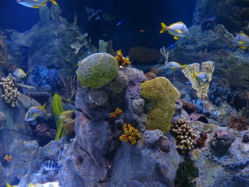 reef coral reef sponges