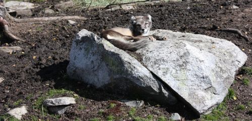 reef silver fox animals