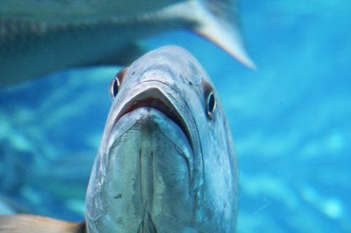 Reef Fish In Aquarium