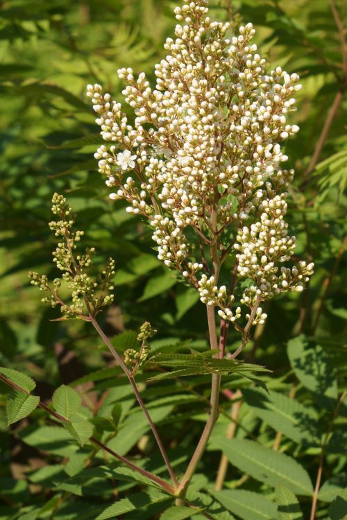 refers rowan-angervo sorbaria sorbifolia inflorescence bud