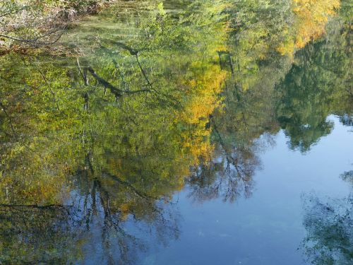 reflection tree fall