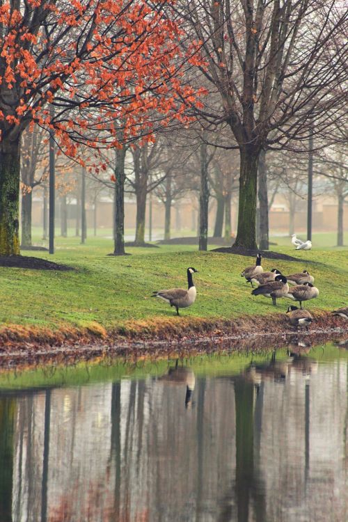 reflection by the water geese