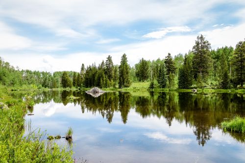 reflection treelike lake