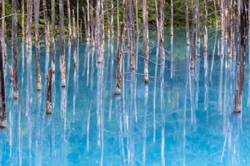 reflection blue water dead tree