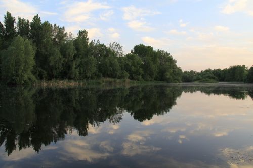 reflection trees forest