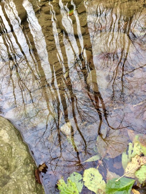 reflection autumn puddle