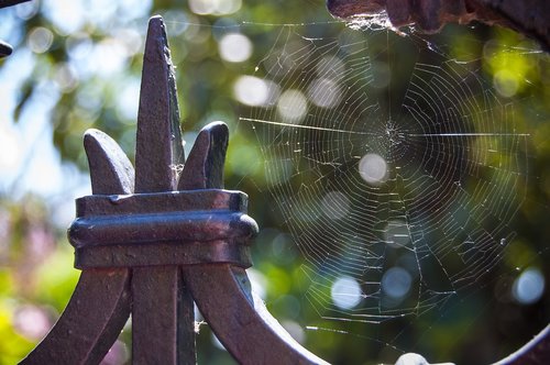 reflection  web  spider