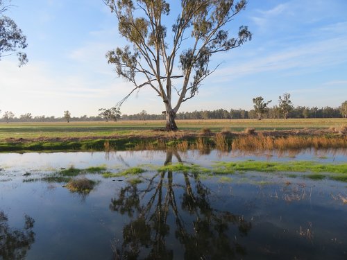 reflection  water  tree