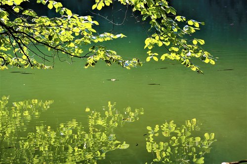 reflection  water  tree