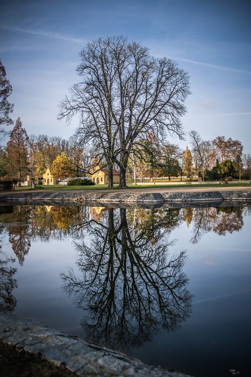 reflection  tree  old