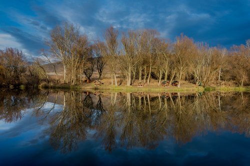 reflection  lakeside  fishing