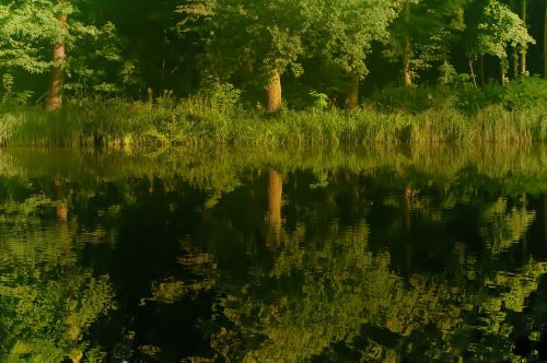 reflection tree water