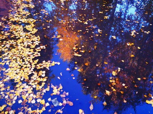 reflection in the water golden autumn yellow leaves