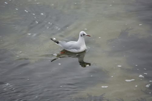 Reflection Of The Seagull