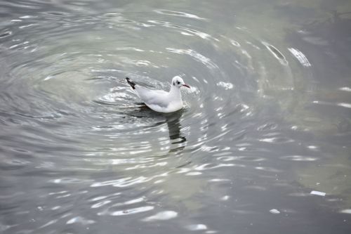 Reflection Of The Bird On The Water