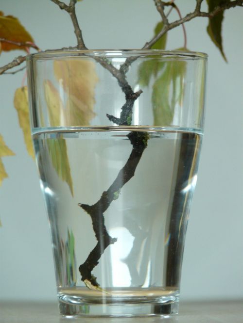 refraction glass branch