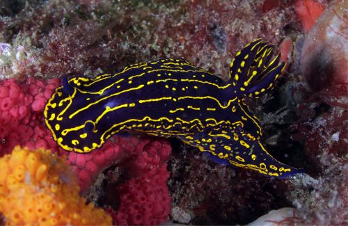 regal sea goddess nudibranch swimming reef
