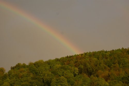 regenbogen  wald  spektrum