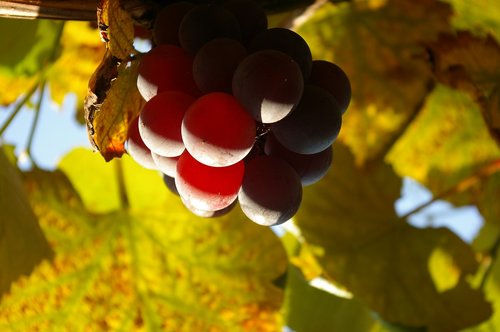 regent  wine  vine