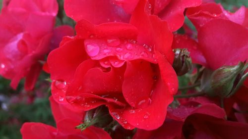 regnvåt ros roses