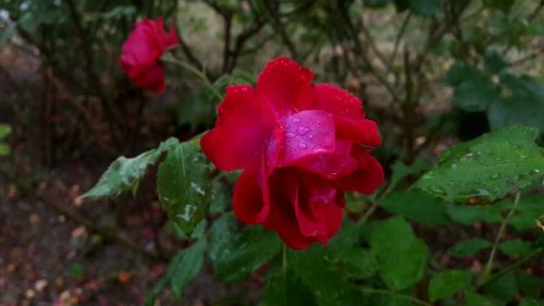 regnvåt rose red rose water drops