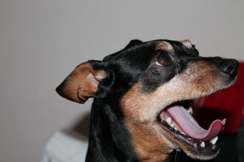 reh pinscher dog small dog