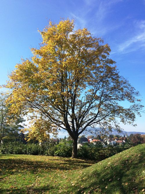 reichenau island autumn tree