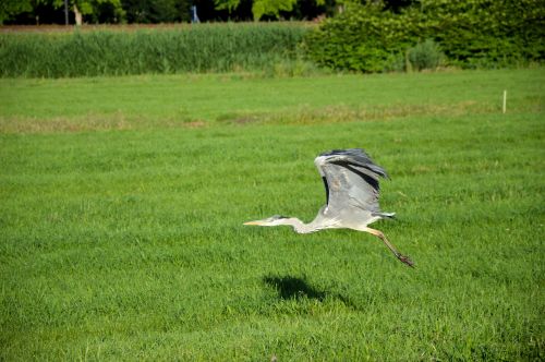 Heron