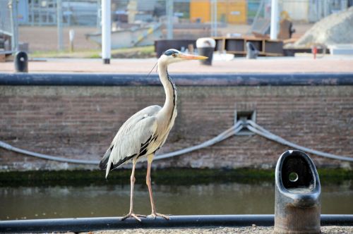 Heron In The City