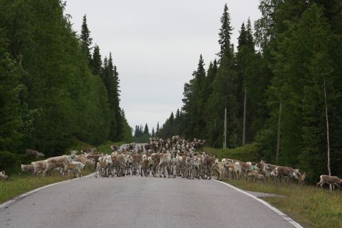 reindeer road horse-sleigh