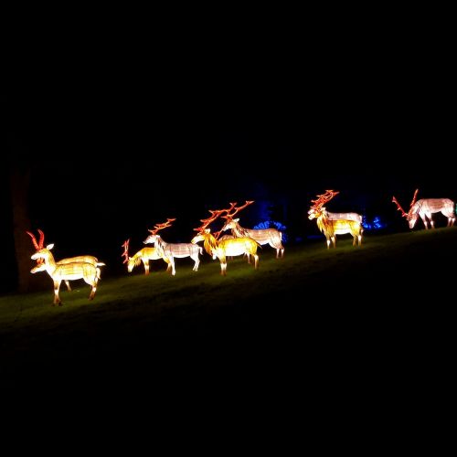 reindeer lantern night