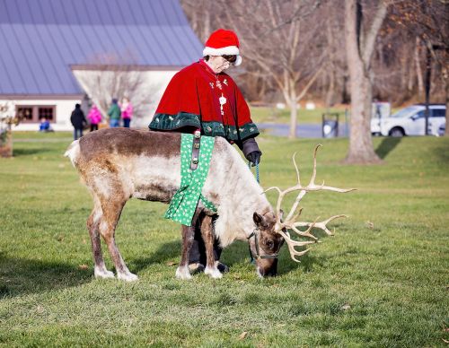 reindeer christmas animal