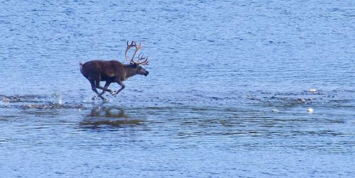 reindeer wild running