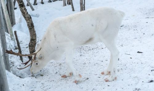reindeer white antlers