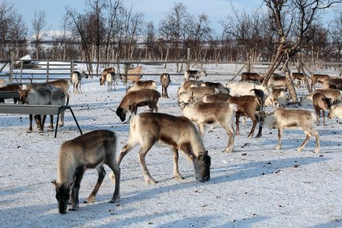 reindeer winter snow