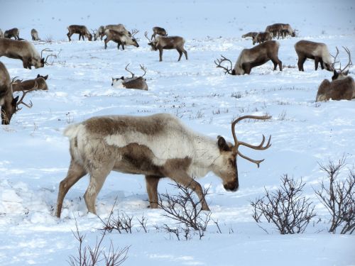reindeer the herd pasture