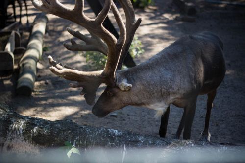 reindeer horn animal