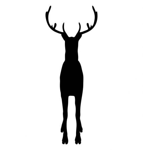 reindeer animal wild