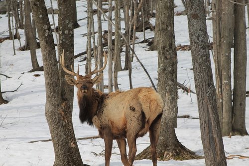 reindeer  wood  winter