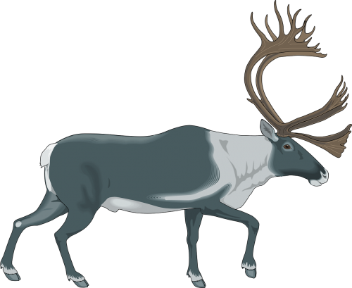 reindeer gray white