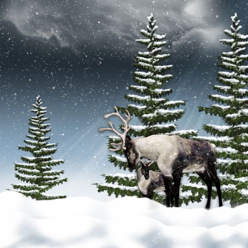 Reindeer And Calf Background