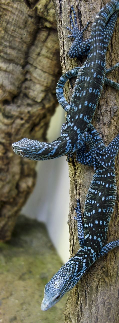 reisingers tree monitor reptile animal