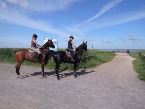 reiter horses north sea