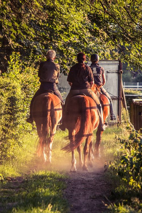 reiter ride horses