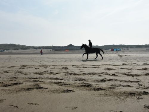 reiter sand beach gallop